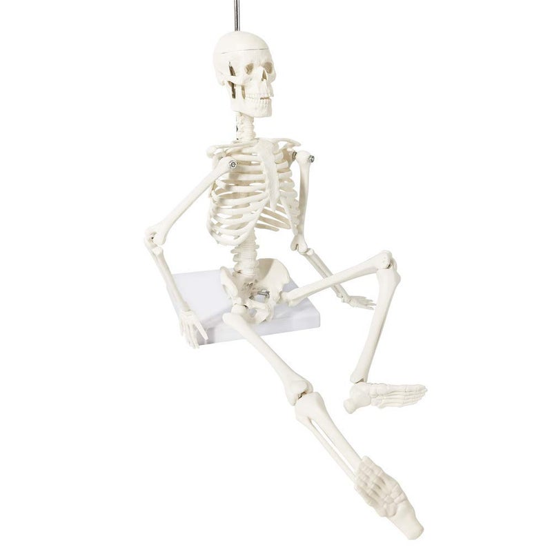 EVOTECH SCIENTIFIC Mini Human Skeleton Model for Anatomy, 17.7'' Full Body Human Skeleton Model with Movable Arms and Legs on Base for Medical Teaching Learning, Students Learning Education Tool - Image 4